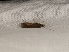 Polycentropus flavomaculatus