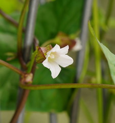 Calystegia marginata