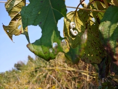 Macremphytus tarsatus