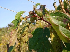 Macremphytus tarsatus