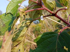 Macremphytus tarsatus