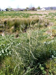 Lepidium hyssopifolium