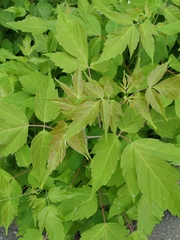 Acer negundo