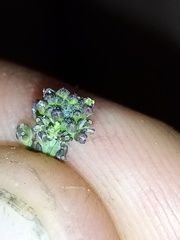 Lepidium hyssopifolium