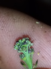 Lepidium hyssopifolium