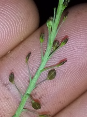 Lepidium hyssopifolium