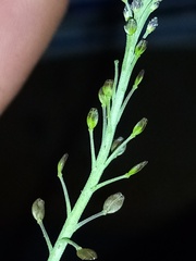Lepidium hyssopifolium