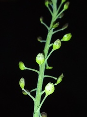 Lepidium hyssopifolium
