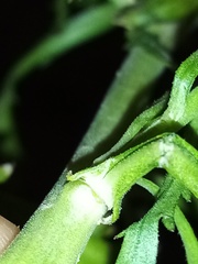 Lepidium hyssopifolium