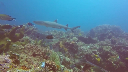 Whitetip Reef Shark (Triaenodon obesus)