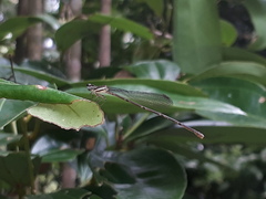 Prodasineura verticalis