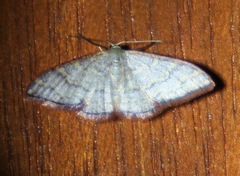 Idaea coercita