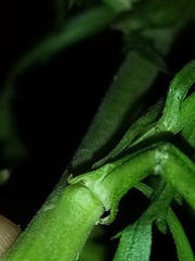 Lepidium hyssopifolium
