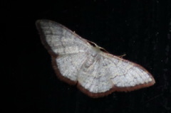 Idaea coercita