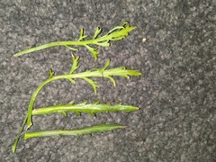 Lepidium hyssopifolium