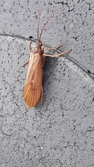 Anabolia