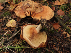 Paxillus rubicundulus