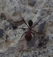 Cataglyphis nodus