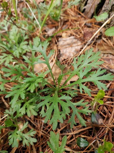 Zawadzki's chrysanthemum