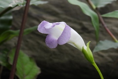 Henckelia anachoreta