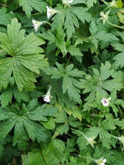 Geranium sibiricum