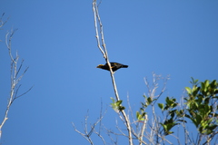 Ampeliceps coronatus