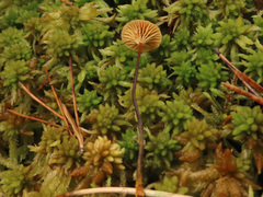 Xeromphalina cornui