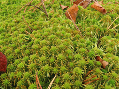 Sphagnum fallax