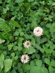 Trifolium hybridum