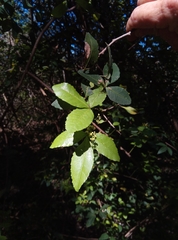 Allophylus natalensis