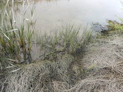 Bolboschoenus caldwellii