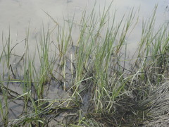 Bolboschoenus caldwellii