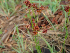 Luzula densiflora
