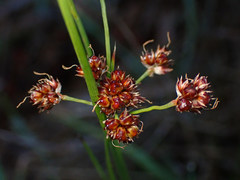 Luzula densiflora