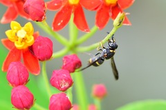 Parancistrocerus hongkongensis