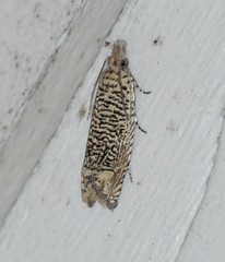 Eucosma argutipunctana