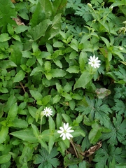 Stellaria aquatica