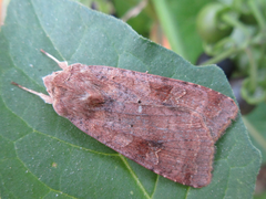 Diarsia canescens