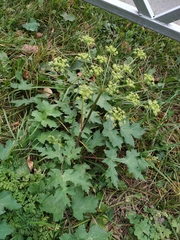 Heracleum sphondylium