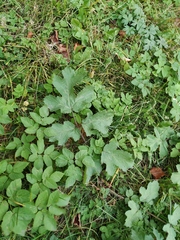 Heracleum sphondylium
