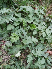 Heracleum sphondylium