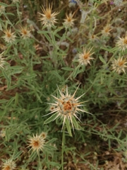 Centaurea ornata