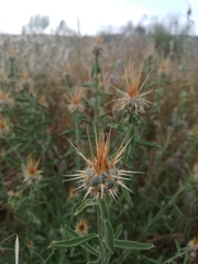 Centaurea ornata