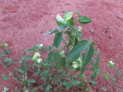 Crotalaria barkae