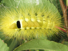 Calliteara pseudabietis