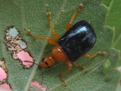Tomapoderus ruficollis