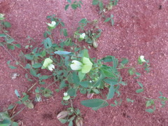 Crotalaria barkae