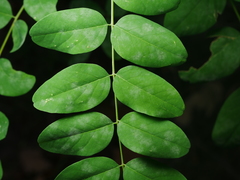 Erysiphe palczewskii