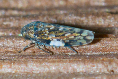 Xestocephalus tessellatus