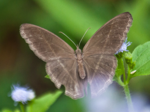 Smooth-eyed Bushbrown photo 6